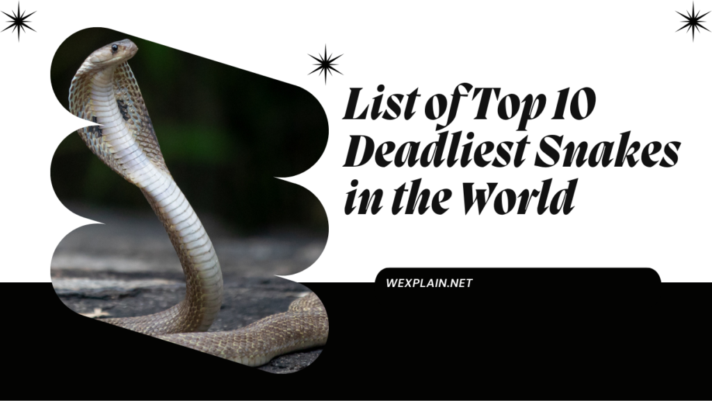 List of Top 10 Deadliest Snakes in the World