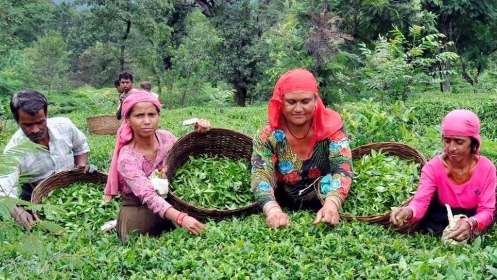 Palampur Tea Cooperative